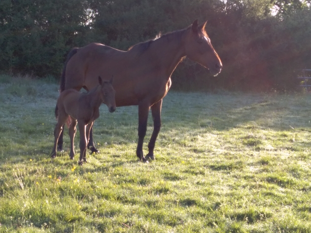 Pensions-chevaux-pres-d---Angers