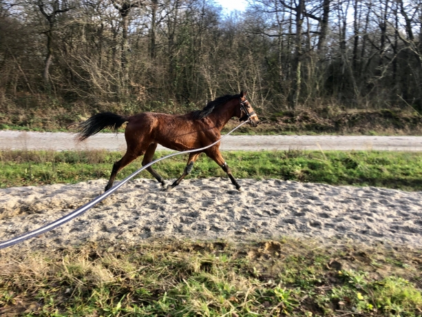 poulain-J