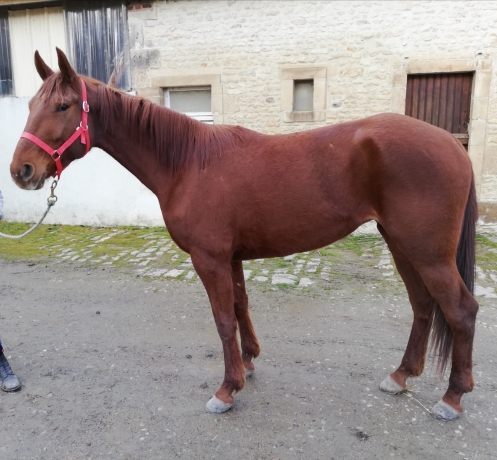 Pouliche-3-ans-par-Brillantissime