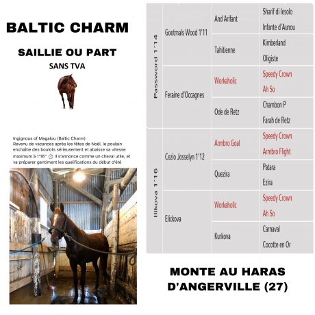 Baltic-Charm