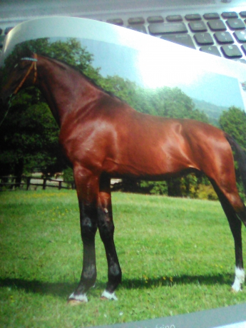 cherche-part-severino