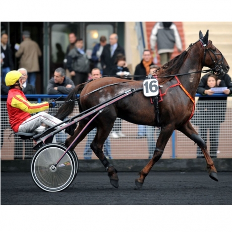 Saillie-2020-OISEAU-DE-FEUX