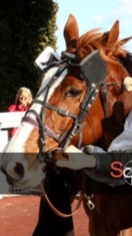 RECHERCHE-CHEVUX-POUR-L-ESTRANGER----