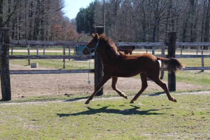 YEARLING-a-vendre-par-OISEAU-de-FEUX