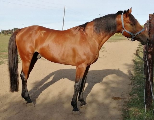 pouliniere a vendre trotteur