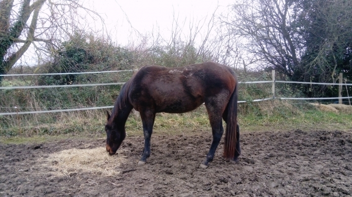 pouliniere a vendre trotteur