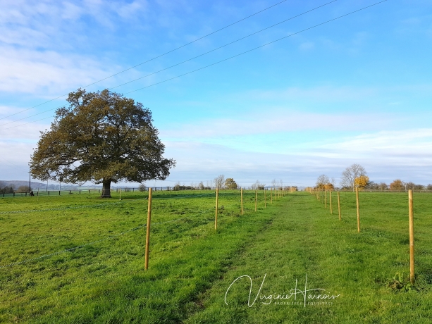 Propriete-herbagere-sur-6-ha-avec-2-logements