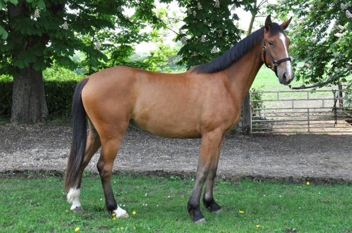 Pouliche-I-debourree