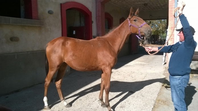 Hermine-d---Orco-pour-carriere-de-pouliniere