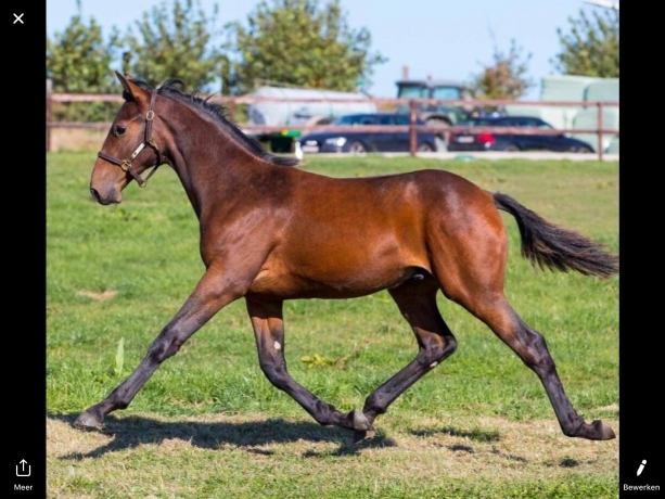 poulinieres---yearlings---poulains
