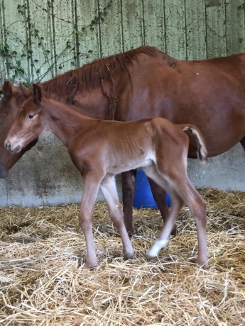 Foal-en-4-parts