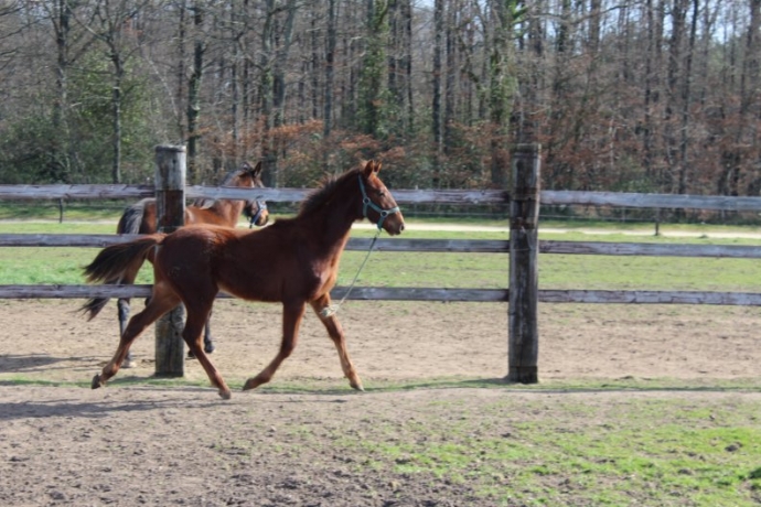 YEARLING-a-vendre-par-ECU-PIERJI