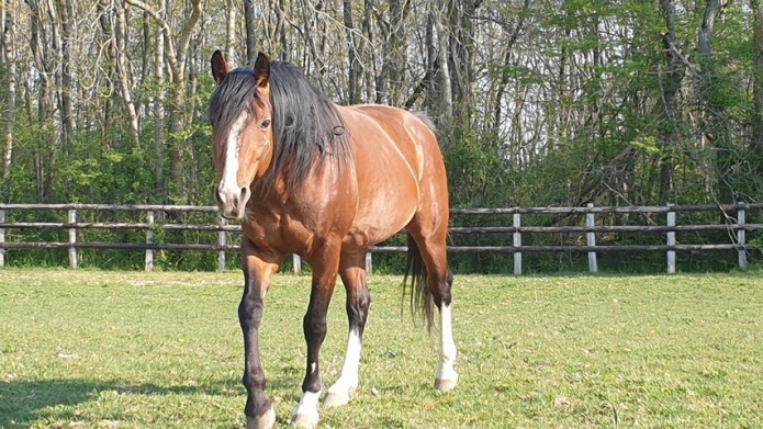 Ungaro-des-Brouets--TF-Entier-12-ans