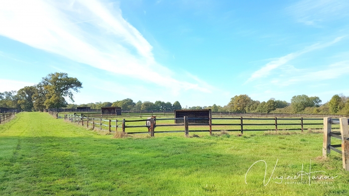 Structure-d---elevage-ou-de-pension-sur-10-ha
