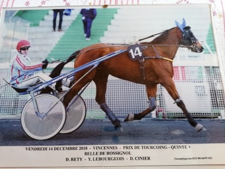 Pouliche-B--prete-a-courrir