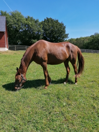 Belle-jument-trotteuse