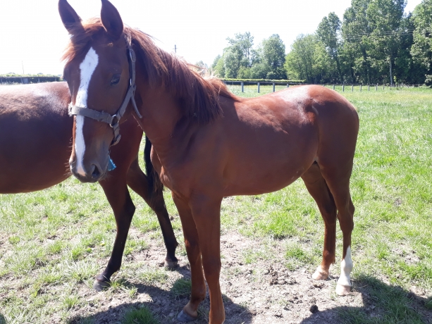 vente-yearling-jackpot-tonic
