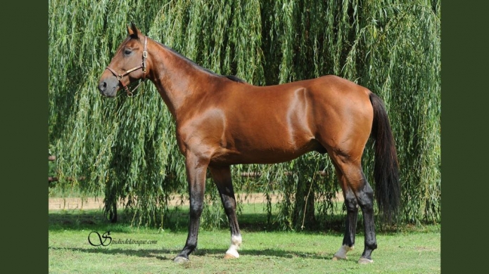 Saillie-Timoko--non-TVA