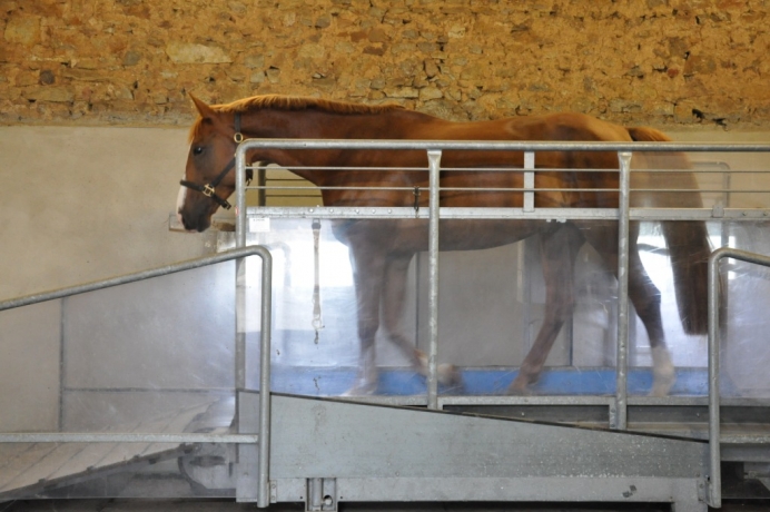 Marcheur-tapis-roulant-Horse-Gym-2000