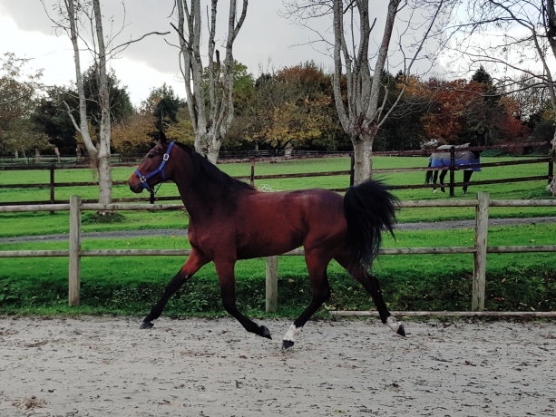Galexane-jument-trotteur-francais-4-ans-bai