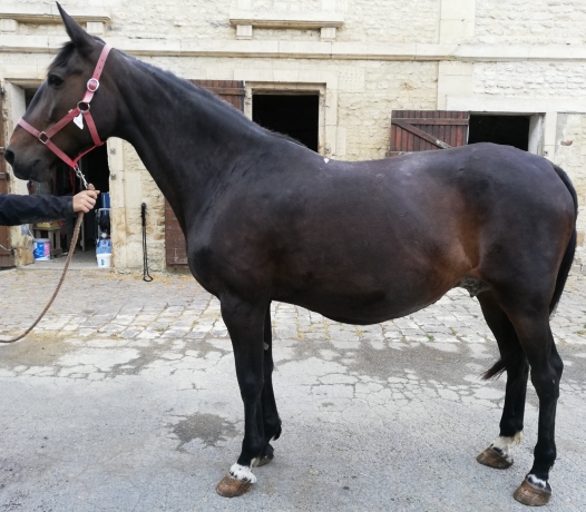 Jument-16-ans-par-Buvetier-d---Aunou