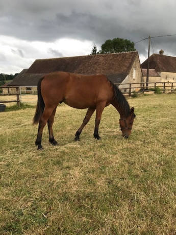 Yearling-Jamin-de-Magalou-a-vendre-en-part