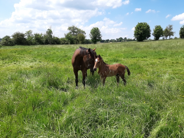Vends-mes-foals-et-poulinieres