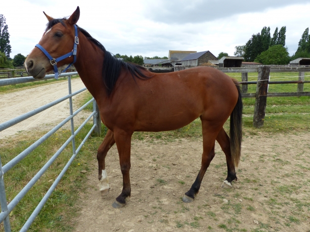 Pouliche-I-par-Texas-Charm--Soeur-de-Classique--a-reessayer