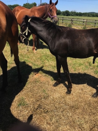 Foal-Kicker-Magalou-par-Dreamer-Delo