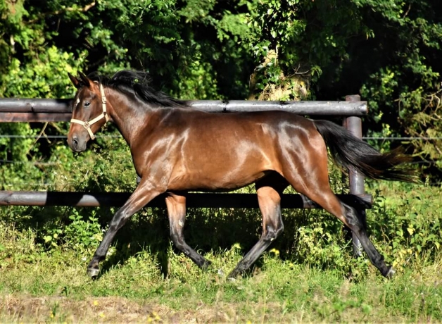 recherche-yearling