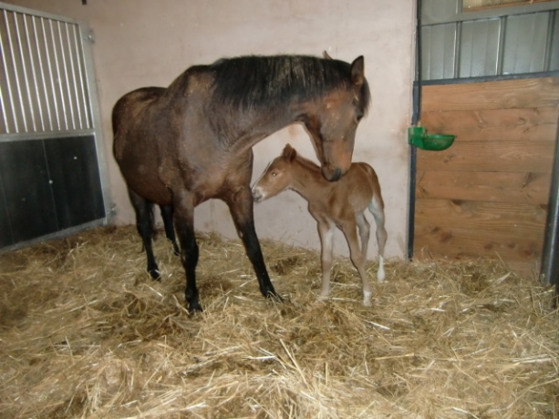 FOAL-EN-PARTS