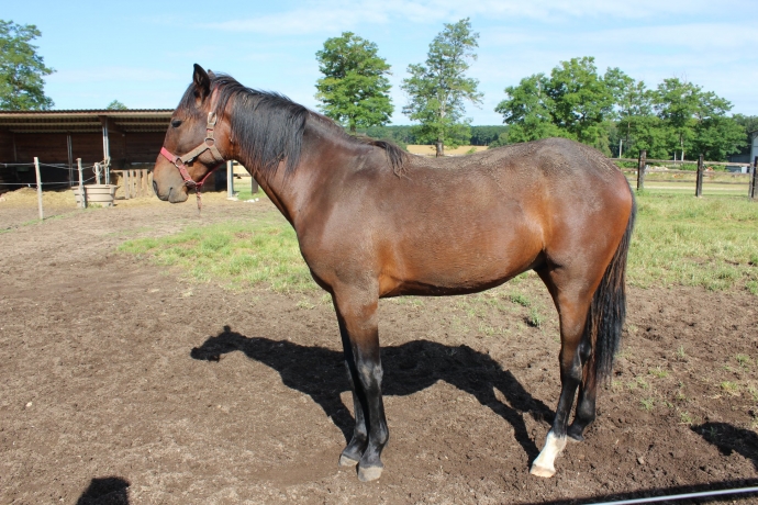 Vends-en-parts-de-25--poulain-par-Canadien-d---Am
