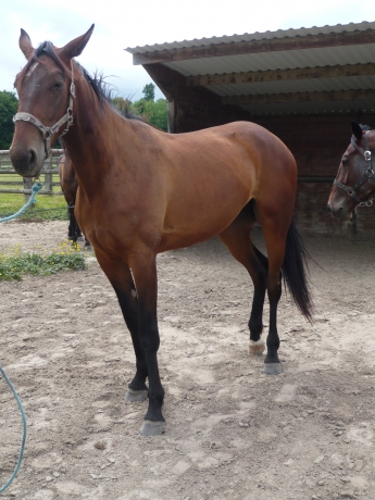 Pouliche-2-ans-IZARA