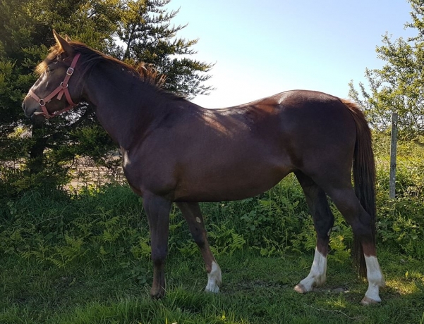 Holly-Speed--TF-Jument-3-ans