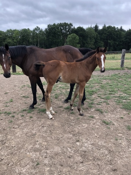 VENDS-2-FOALS-Male-et-Femelle
