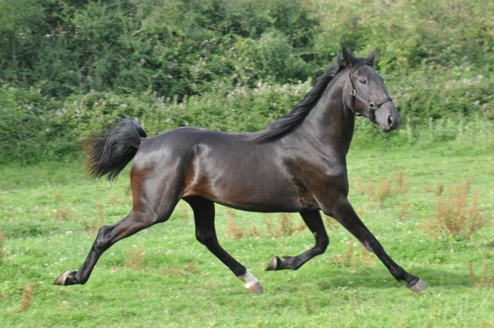 Pouliche-I-debourree-a-vendre-ou-a-louer