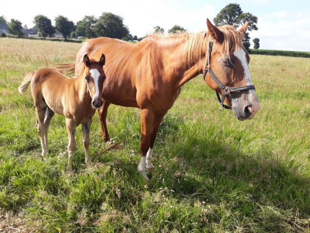 Vends-SAGA-DE-TOUCHYVON-et-sa-pouliche-2020