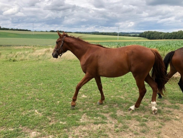 REDUCTION-D---EFFECTIF-POULINIERE-+DEUX-YEARLINGS-FEMELLE(i)