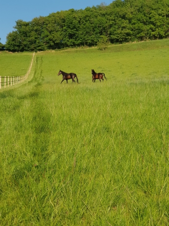 Pension-pour-chevaux-au-repos-et-poulinieres-