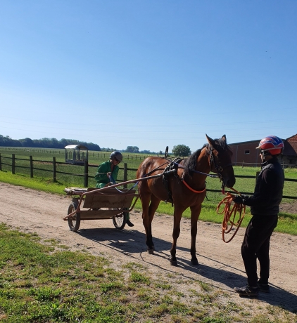 Entraineur-cherche-chevaux-pour-debourage-et-location