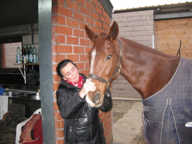 Cherche-chevaux-pour-la-Belgique-et-le-Nord