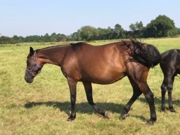 PEPSIE-DE-CHAMANT--ses-poulains-vont-aux-courses