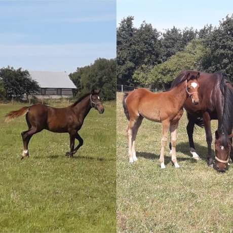 VDS-2-FOALS-AU-SEVRAGE
