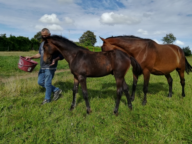 vends-trotteur-male-foal--quot;-K--quot;-(ne-en-2020)