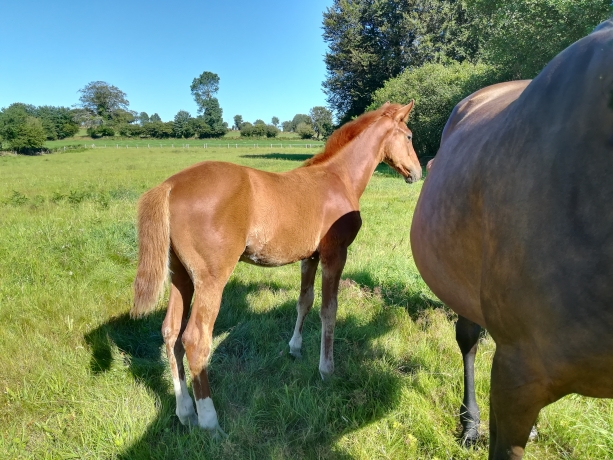vends-trotteur-male-foal--quot;-K--quot;-(ne-en-2020)