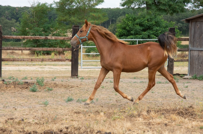 VEND-TROTTEUR-MALE-J