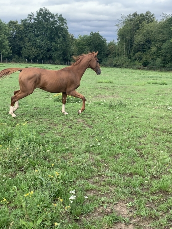 A-VENDRE-POULAIN-Male-I-par-ROC-MESLOIS