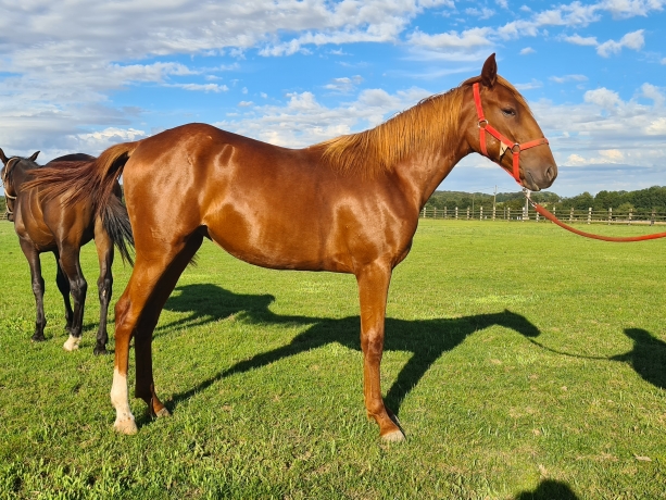 Trotteur-francais-belle-pouliche-1-an-annee-J-bonnes-origines