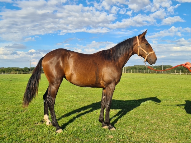 Trotteur-francais-magnifique-pouliche-1-an-annee-J-top-origines