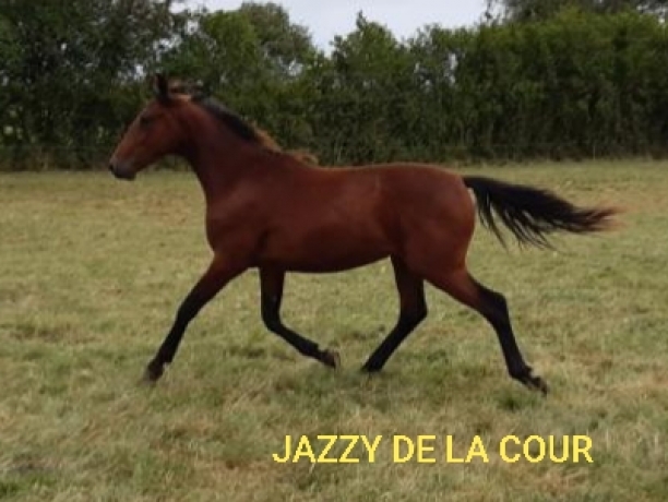 Vend-part-de-trotteur